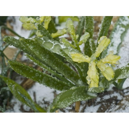 Freezing Rain Coats a Flowering Plant in a Layer of Ice in Early Spring in Colorado Print Wall Art By Jon Van de