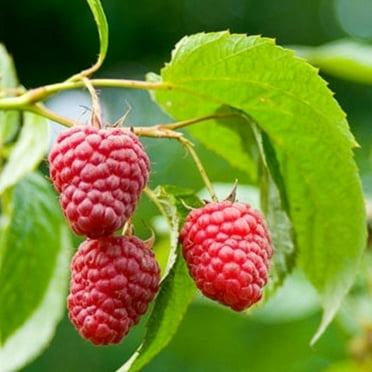 Pixies Gardens Candy thornless Raspberry 1 Gallon