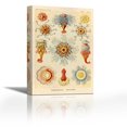 thumbnail image 1 of Haeckel Nature Illustrations: Siphoneae Hydrozoa - Contemporary Fine Art Giclee on Canvas Gallery Wrap - wall décor - Art painting - 24 x 36 Inch - Ready to Hang, 1 of 2