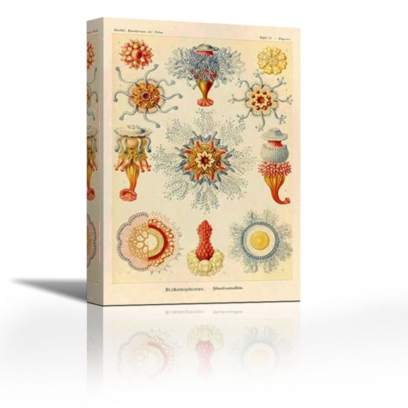 Haeckel Nature Illustrations: Siphoneae Hydrozoa - Contemporary Fine Art Giclee on Canvas Gallery Wrap - wall décor - Art painting - 24 x 36 Inch - Ready to Hang