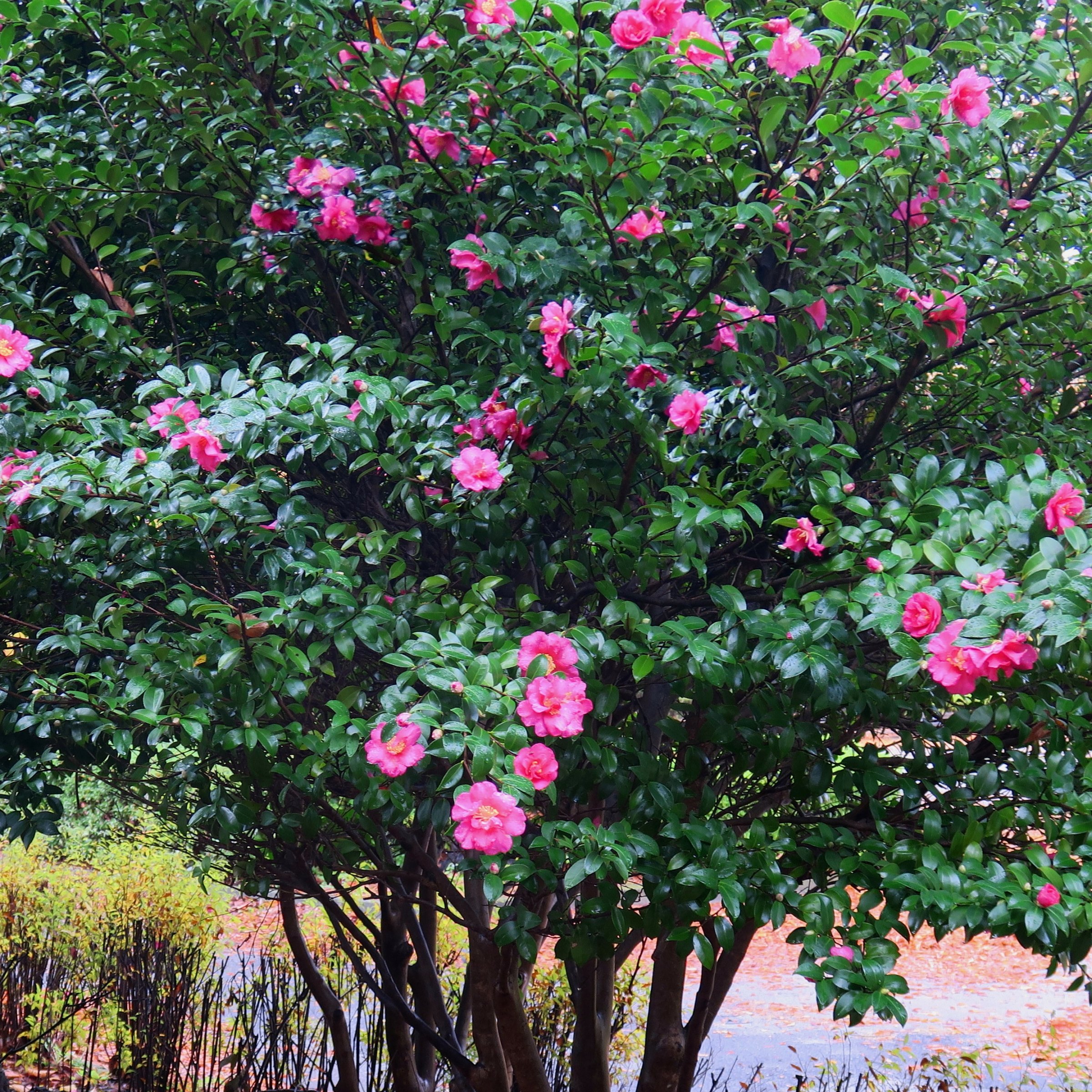 National Plant Network 3 gal. Camellia Sasanqua Rose of Autumn Shrub