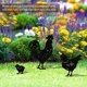 thumbnail image 4 of Decoración de jardín, adorno de silueta de pollo, patio trasero, césped, patio, silueta de Metal, Decoración 3 Piezas kenally HA004257-00, 4 of 6