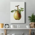thumbnail image 4 of Vintage Pear Illustration II Premium Gallery Wrapped Canvas - Ready to Hang - 18 x 27, 4 of 9