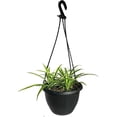 thumbnail image 3 of Enchanting Spider Plant Hanging Basket - Live Plants in a 4 Inch Hanging Basket - Chlorophytum Comosum - Nature's Green Symphony for Your Home, 3 of 5