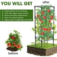 thumbnail image 5 of MQHUAYU 3-Pack 41.7'' Heavy-Duty Green Tomato Cages - Rust-Resistant Coated Steel Plant Supports with 20 Clips | Ideal for Climbing Vegetables, Flowers & Fruits, 5 of 8