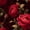 Color 3, variant on Gothic Peel and Stick Wallpaper Grand Dark Red Rose Damask Wall Hanging Chandelier Glow Contact Paper 23.6in x 9.8ft Self Adhesive Removable Floral Art Decor Mural for Walls Cabinets Home