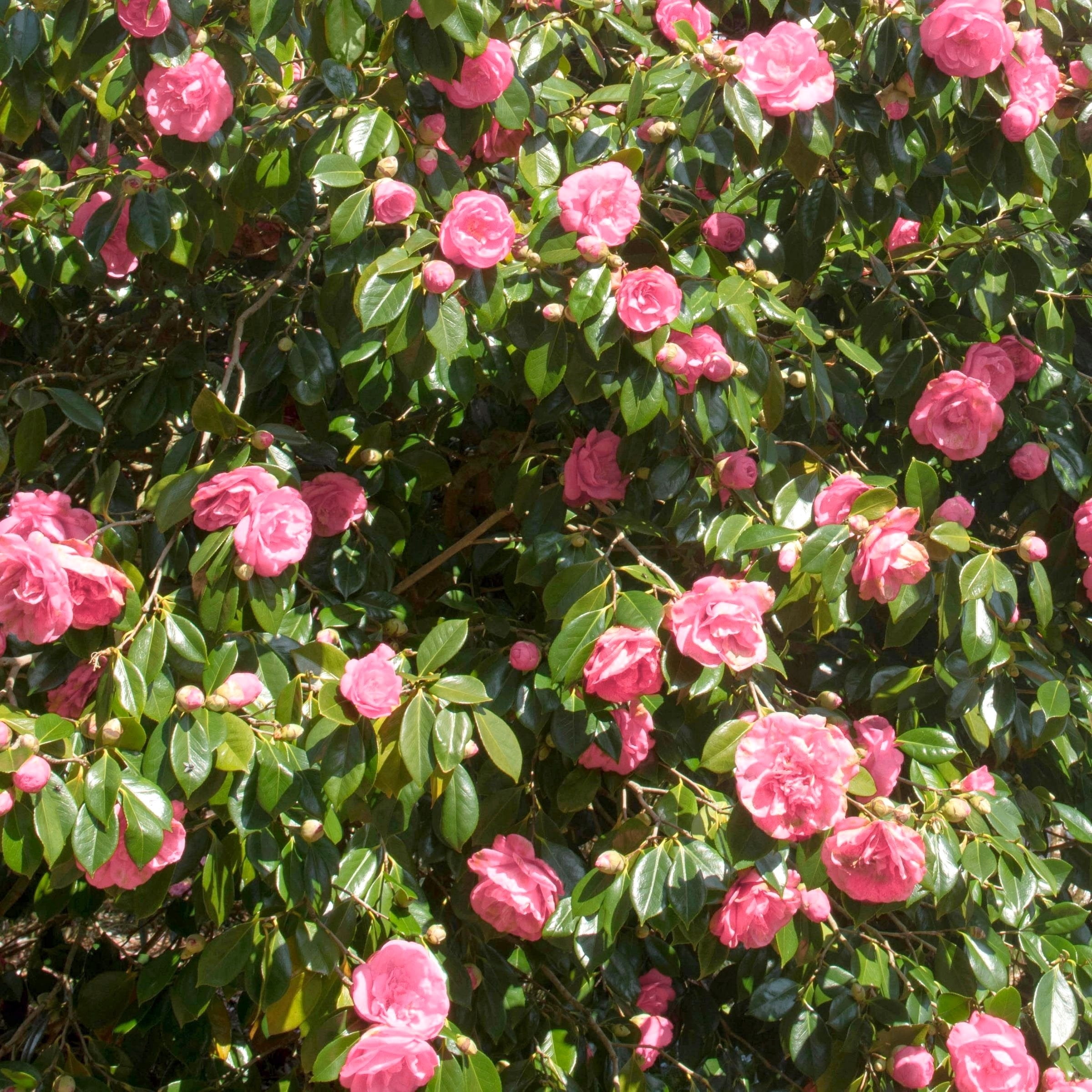 National Plant Network 3 gal. Camellia Debutante Live Shrub