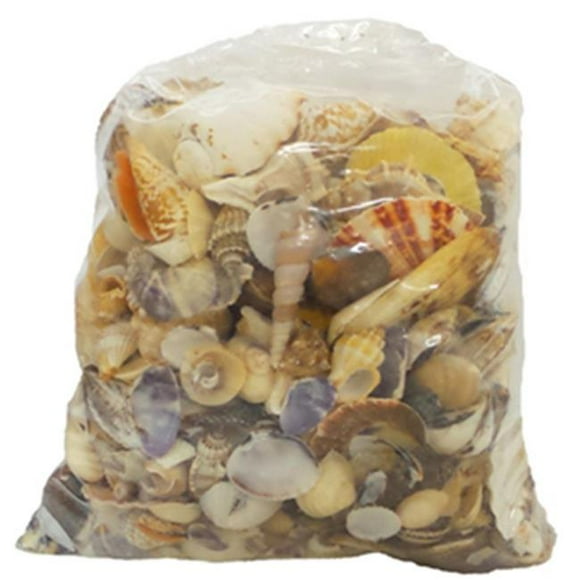 U.S. Shell 08009 Medium Seashells World Mix - 5 lbs