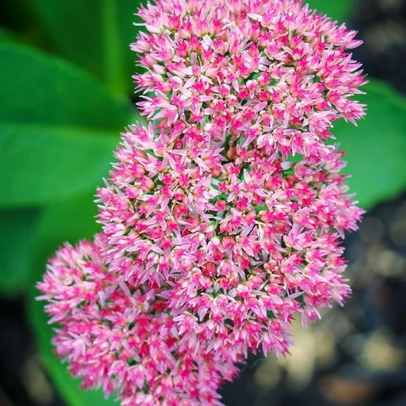 Autumn Joy Sedum Flower Root - Attracts Butterflies and Hummingbirds - Deer Resistant - Naturalizing - Perennializing - Easy to Grow Live Plants - Outdoor Garden