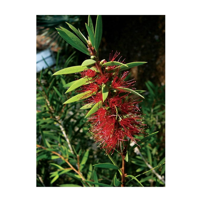Bottlebrush Tree, Callistemon 'Red Cluster