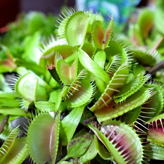 Outsidepride Venus Flytrap Plant Flower Seeds - 20 Seeds
