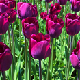 thumbnail image 2 of TomorrowSeeds - Purple Triumph Dutch Tulip Bulbs - 25 Bulbs - For 2025 Planting Dutch Grown Tulips, 2 of 9