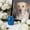 Blue, variant on Pet Cremation Urn for Ashes Sealed, QQZ Mini Memorial Jar with Lid for Dogs Cats, Portable Airtight Aluminum Alloy Keepsake Urn for Pet Hair Funeral Supplies, Black