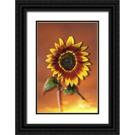 Talbot Frank, Christopher 23x32 Black Ornate Wood Framed with Double Matting Museum Art Print Titled - California, San Diego, Hybrid sunflower at sunset