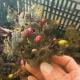 thumbnail image 2 of Peony, Low Maintenance - Easy Grow - Ideal for Beds Borders, Plant Pots & Planters, 2 of 2