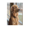 thumbnail image 3 of Wobogo Golden Retriever Garden Flag 12×18 Inch Double Sided For Outdoor Yard Decoration, 3 of 6
