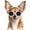 White, variant on UOSIA Dog Goggles for Small Breed UV/Wind/Dust Protection Puppy Sunglasses with Adjustable Strap,S,Black