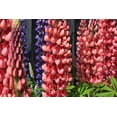 thumbnail image 2 of Coppel, Anna 24x17 White Modern Wood Framed Museum Art Print Titled - Joyful Flowers, 2 of 4