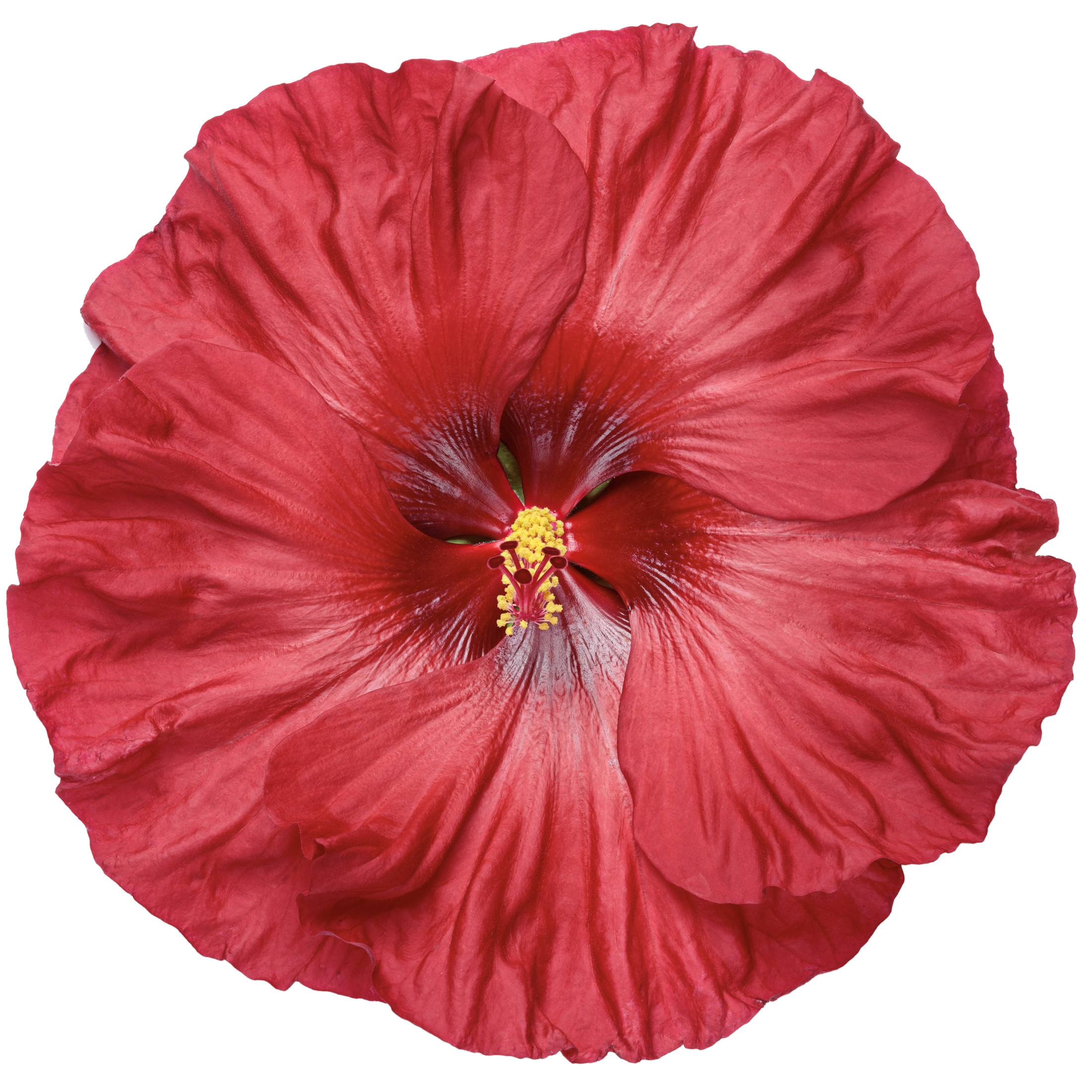 Proven Winners 18" Red Summerific 'Valentine's Crush' Rose Mallow Live Plant in 8.88" Pot