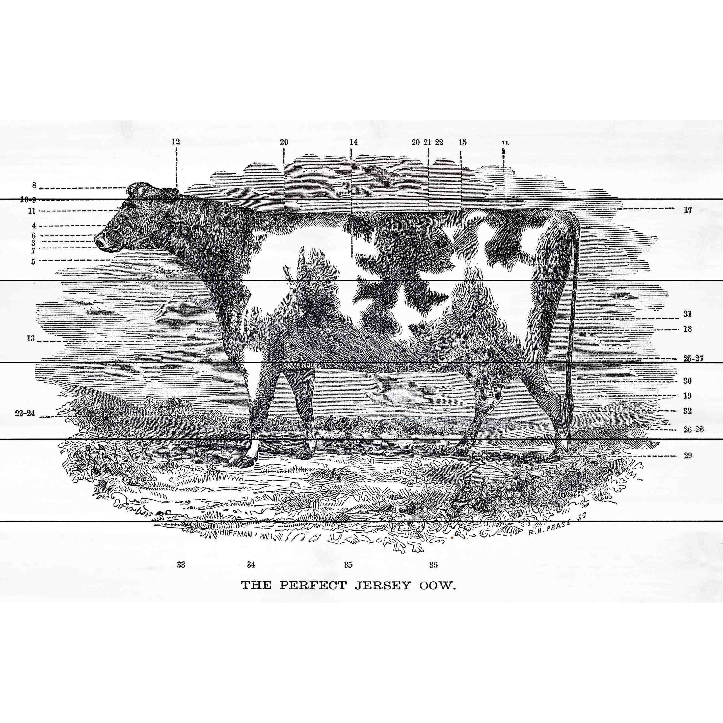Marmont Hill "Perfect Cow" Painting Print on White Wood