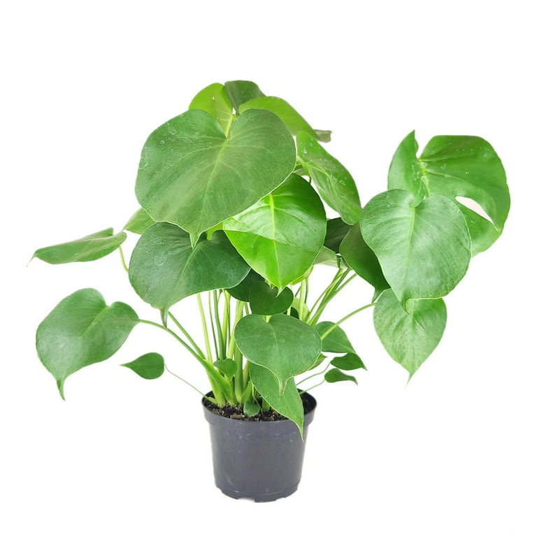 Monstera deliciosa Swiss Cheese (6" Grower Pot) - Air purifying Houseplant  for Home Office Decoration - Easy to Care Houseplant for Beginners - Feng  Shui Indoor Plant - Walmart.com