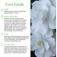 thumbnail image 2 of American Plant Exchange Gardenia Vetchii Bush in 6" Pot, Light Shade, Fragrant Blooms, Indoor Outdoor Houseplant, 2 of 7