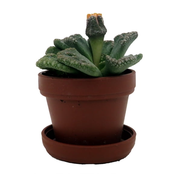 Dinosaur Foot Living Stone Plant - Titanopsis - 1" Pot - Collector's Series