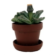 Dinosaur Foot Living Stone Plant - Titanopsis - 1" Pot - Collector's Series