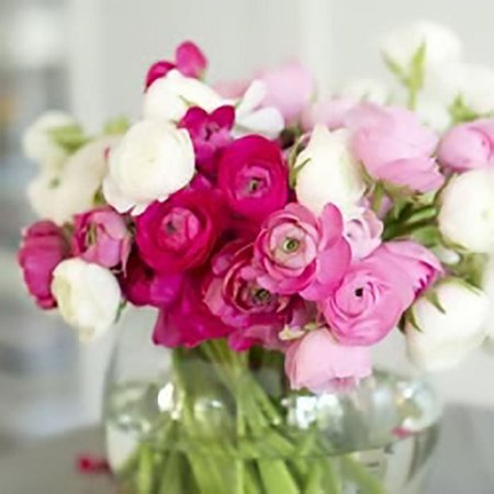 Ranunculus Bulbs - Homecoming Mix - 100 Bulbs - White/Pink Flower Bulbs, Corm Attracts Bees, Attracts Pollinators, Easy to Grow & Maintain, Fragrant, Container Garden