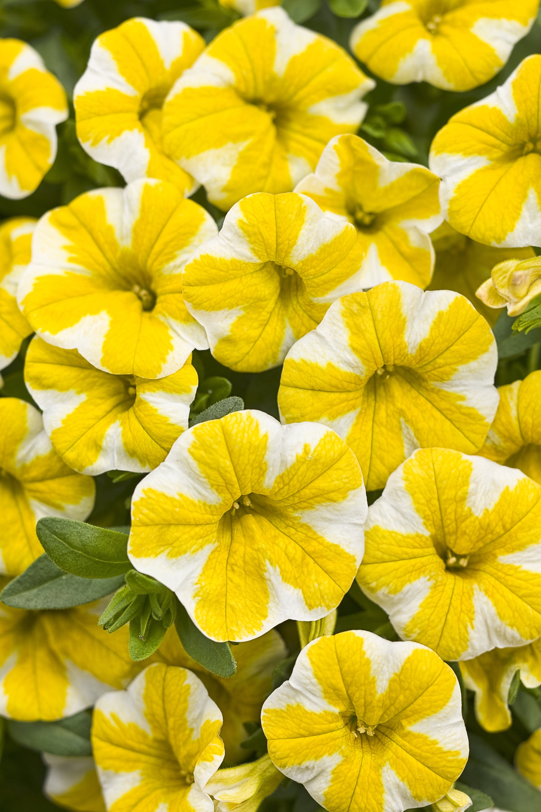 Proven Winners 2 Gallon Hanging Basket Multicolor Multispecies Flowering Combo Annuals Outdoor Live Plants Full Sun