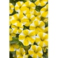 thumbnail image 3 of Proven Winners 2 Gallon Multispecies Multicolor Flowering Hanging Basket Outdoor Annual Live Plants Full Sun, 3 of 5