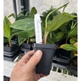 thumbnail image 4 of Cuban Red Banana - Live Plant, 4 of 5