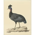 thumbnail image 3 of Pieter Pietersz. Barbiers 15x18 Black Modern Framed Museum Art Print Titled - Crested Parel Hoen (1759 - 1842), 3 of 5