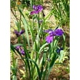thumbnail image 2 of Fallen Heroes Series Kevin Matthews Hardy Louisiana Iris Plant - 2.5" Pot, 2 of 2