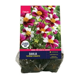 Lilly　0504 283cc288-4b8d-4daa-aa0d-