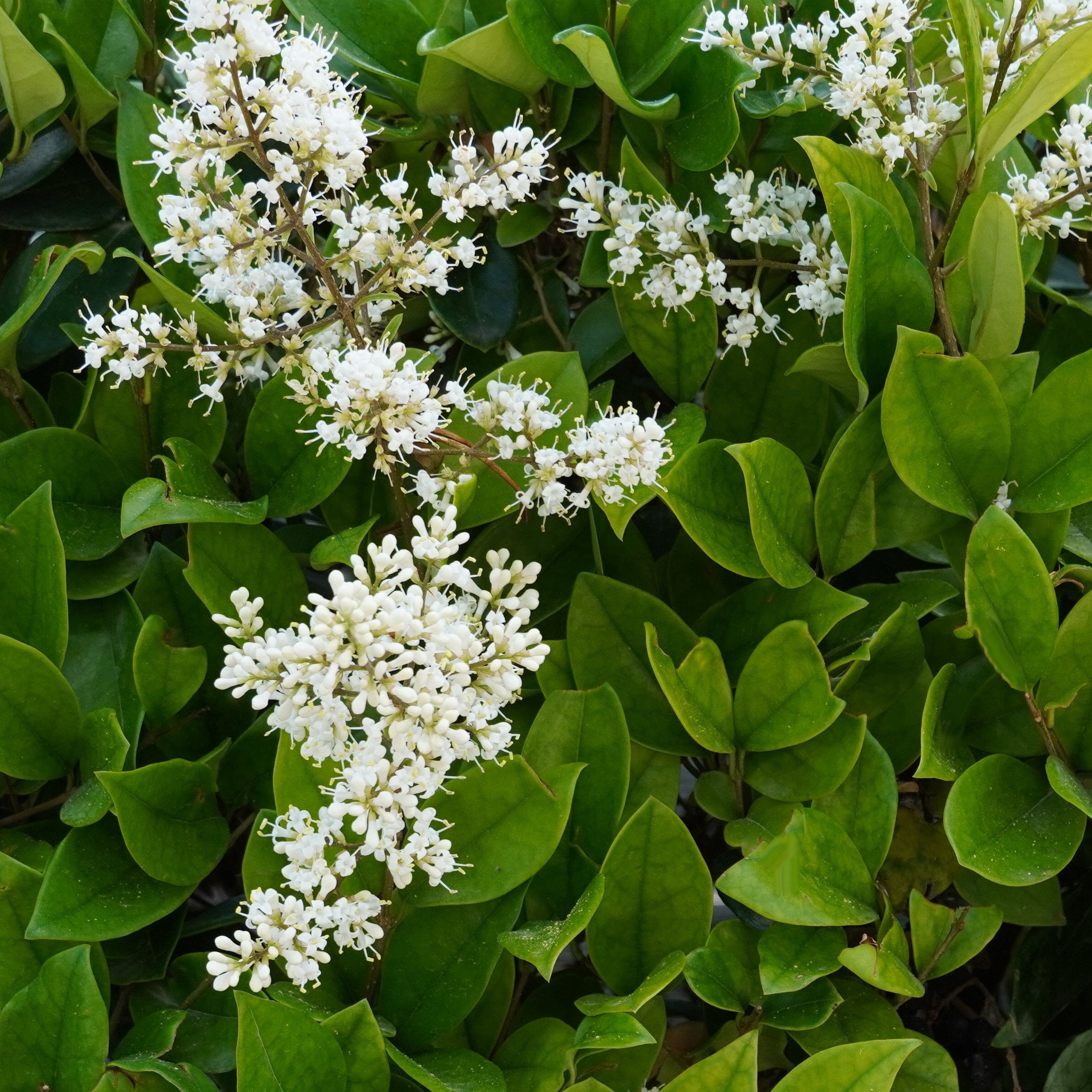 National Plant Network 1 gal. Wax Leaf Ligustrum (40-Pack)