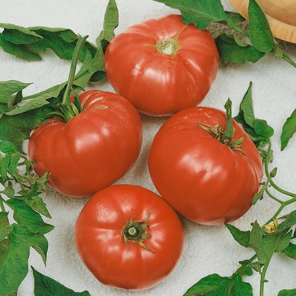 Watermelon Beefsteak Tomato Seeds - 300 Mg Packet ~65 Seeds - Non-GMO, Heirloom - Vegetable Garden - Solanum lycopersicum