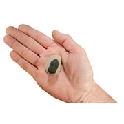 Kidz Rocks Trilobite Fossil 1 1/2" 2 oz Raw Chakra Healing Stone Brown Rock Mineral