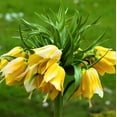 thumbnail image 5 of Easy to Grow Fritillaria Crown Imperial Yellow 1 Plant Bulb, Spring Zones 5-9, 5 of 9