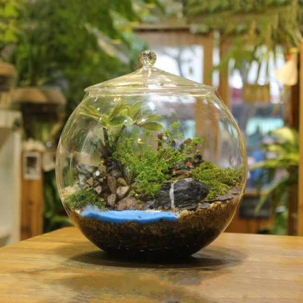 yuksok Glass Plant Container, Planter Jar with Lid, 6.30'' Desktop