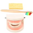 thumbnail image 1 of LNGOOR 1 Set Standard Teeth Model Teaching Study Oral Education Tooth Demonstration Model, 1 of 1