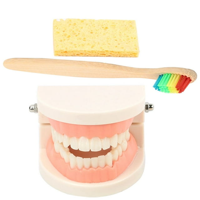 LNGOOR 1 Set Standard Teeth Model Teaching Study Oral Education Tooth Demonstration Model