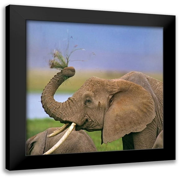 Fitzharris, Tim 12x12 Black Modern Framed Museum Art Print Titled - African elephant with cattle egret-Amboseli National Park-Kenya