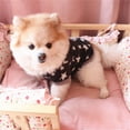 thumbnail image 3 of Zeus Winter Soft Pet Dog Fleece Pullover Star Pattern Fashion Puppy Short Sleeve Top, 3 of 7