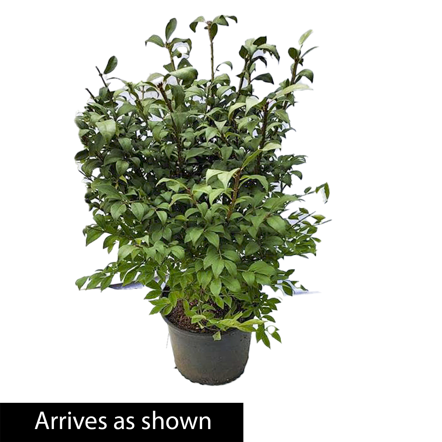 Burning Bush (Euonymus) 2.25 Gallon Potted Deciduous Shrub