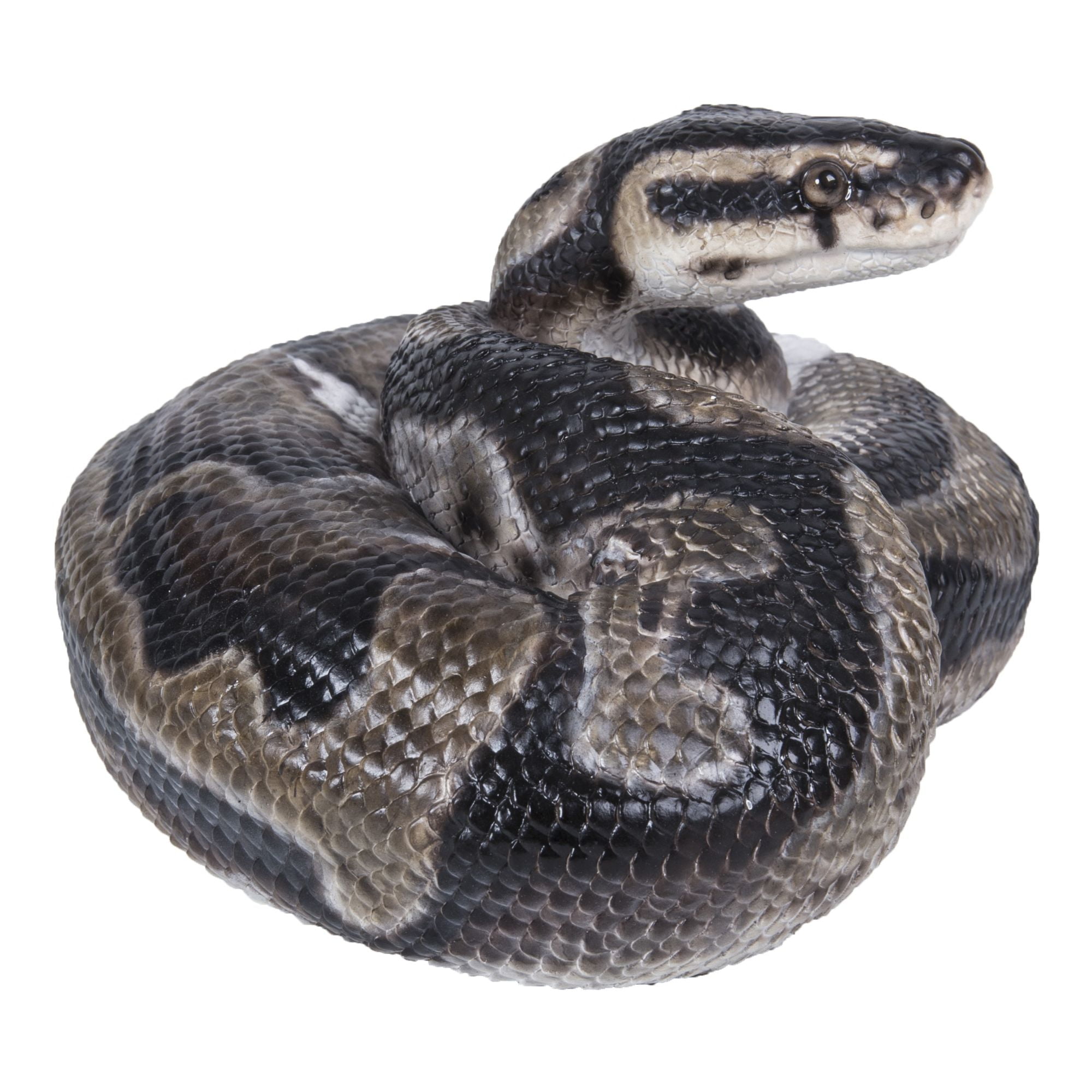 ball python leash