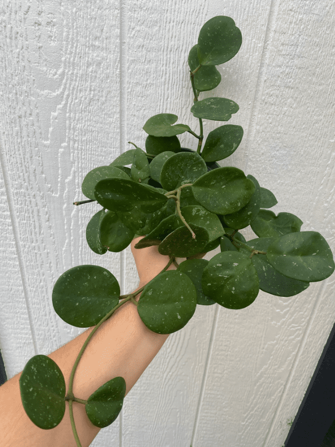 Hoya Obovata Live Rare Houseplants, Fully Rooted Plants Live Houseplants in 4 Inch Tall, Indoor Plants for Home Decor, Live Indoor Plants