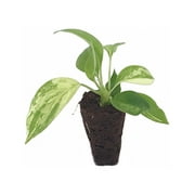 Philodendron Variegated Burle Marx Starter Plant Rare and Affordable houseplant and Interior Foliage Decoration from The Green Escape
