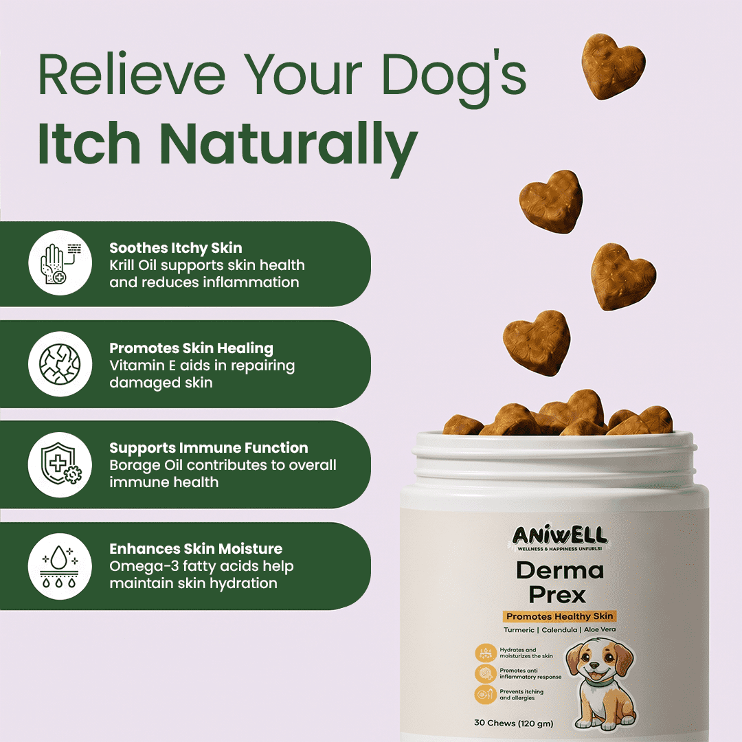 Aniwell DermaPrex Dog Itch Relief Chews | Vitamin E & Borage Oil | Anti Itch Dog Supplement | Seasonal Allergy & Itchy Skin Support | All Breeds