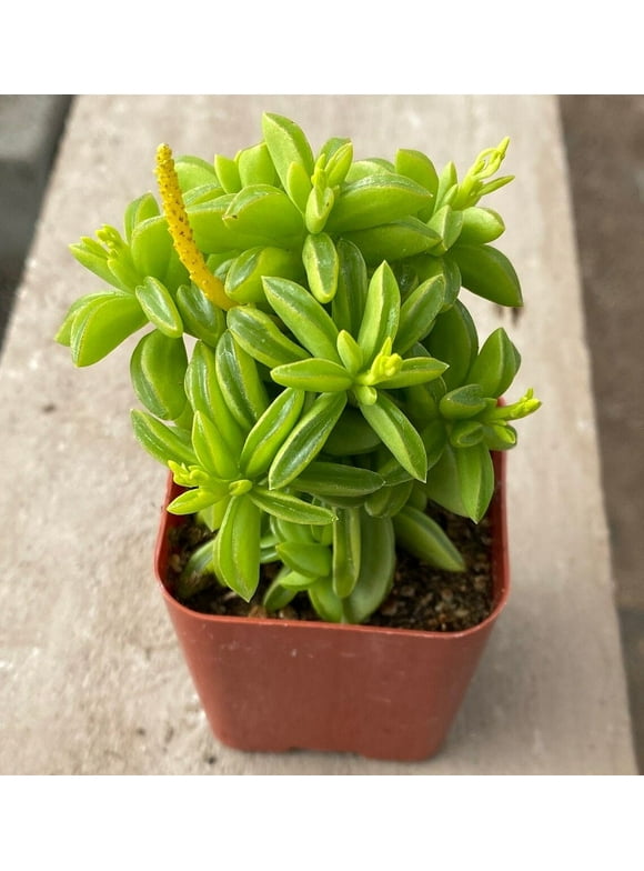 Prayer Plants in Indoor Plants